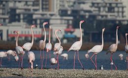 İzmir’in doğasını yok edecek seçim vaadine tepki: Körfez Geçiş Projesi yok etmenin reçetesidir.